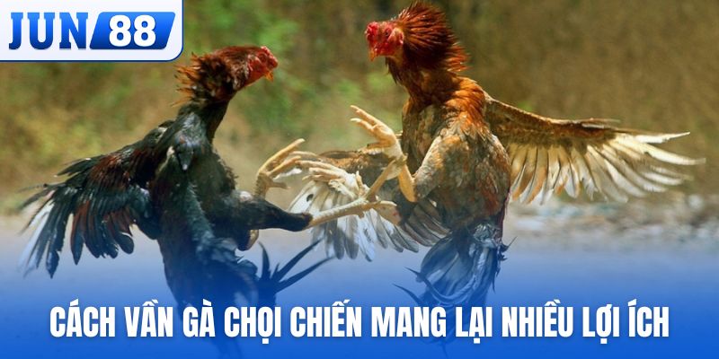 Cách vần gà chọi chiến mang lại nhiều lợi ích cho chiến kê