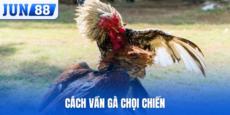 cách vần gà chọi chiến
