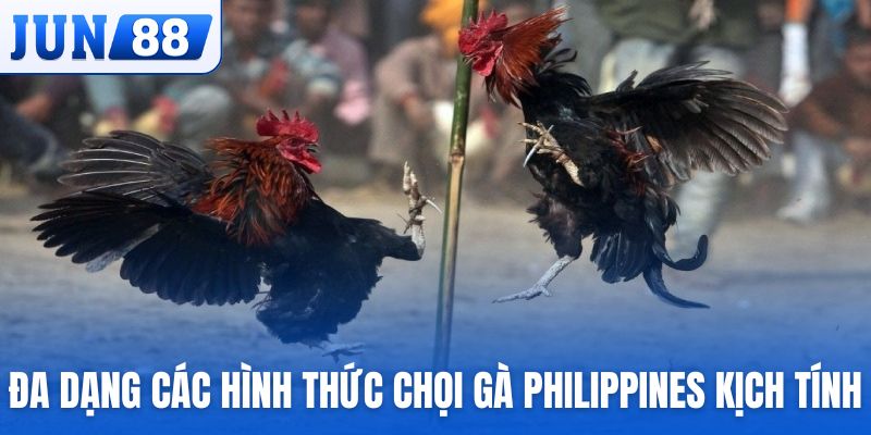 Đa dạng các hình thức chọi gà Philippines đầy kịch tính