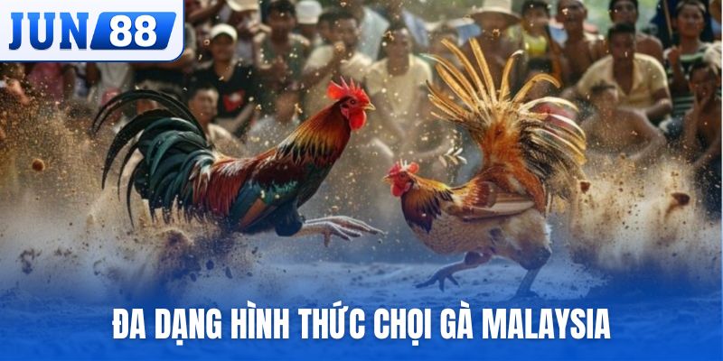 Đa dạng hình thức chọi gà Malaysia để người chơi theo dõi