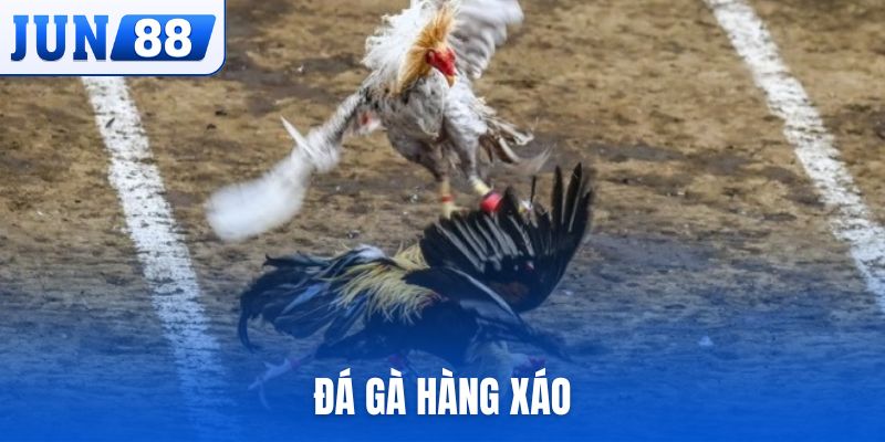 đá gà hàng xáo