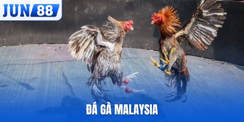 Đá gà Malaysia