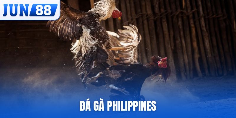 Đá gà Philippines