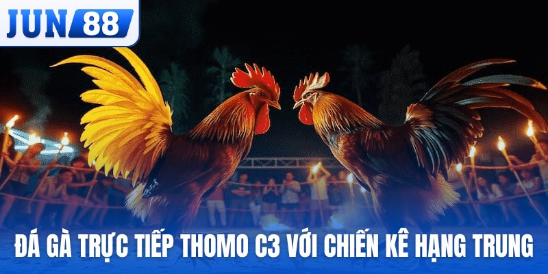 Đá gà trực tiếp Thomo C3 với các chiến kê hạng trung