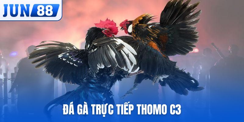Đá gà trực tiếp Thomo C3
