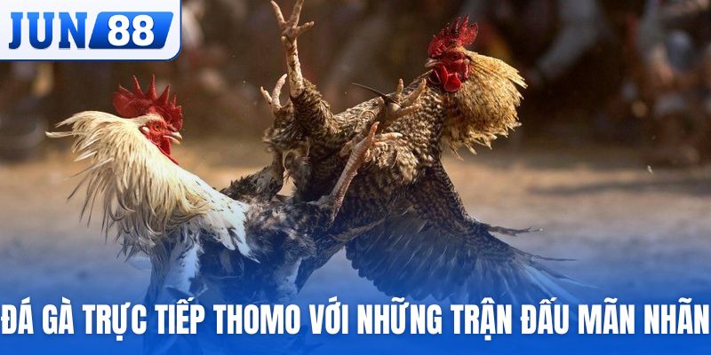 Đá gà trực tiếp Thomo với những trận đấu mãn nhãn