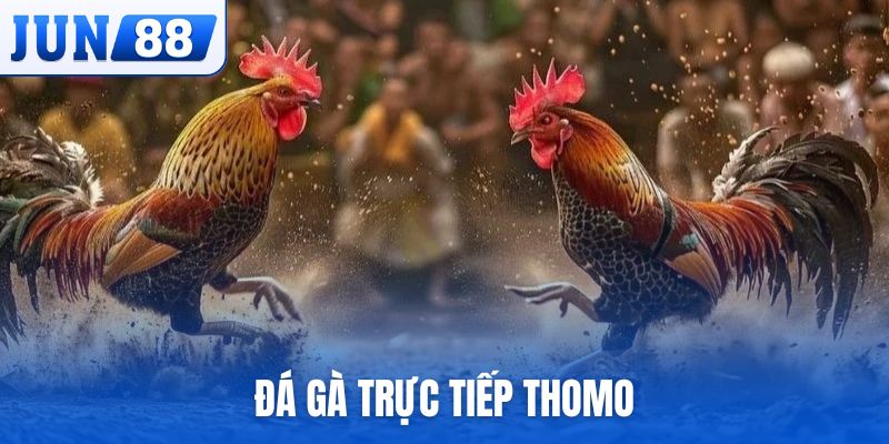 Đá gà trực tiếp Thomo