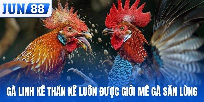 Gà linh kê thần kê luôn được giới mê gà săn lùng