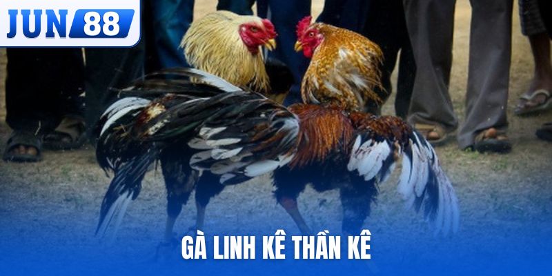 Gà linh kê thần kê