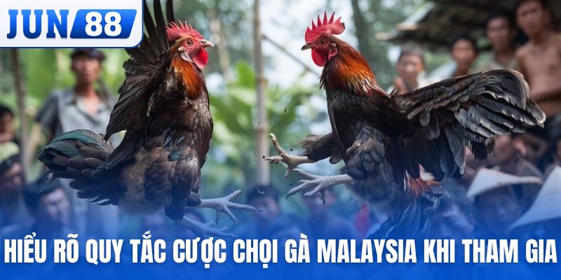 Hiểu rõ quy tắc cá cược chọi gà Malaysia khi tham gia