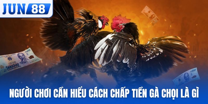 Người chơi cần hiểu cách chấp tiền gà chọi là gì
