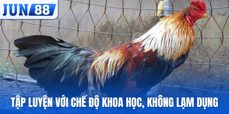 Tập luyện chiến kê với chế độ khoa học, không lạm dụng