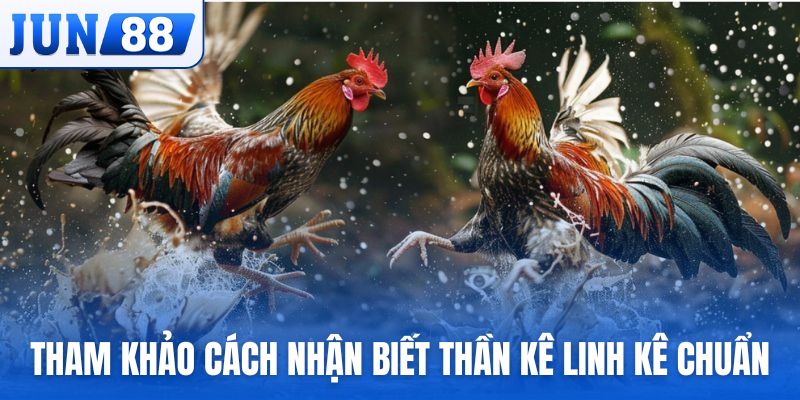 Tham khảo cách nhận biết thần kê linh kê chuẩn xác