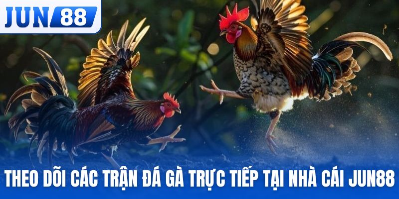 Theo dõi các trận đá gà trực tiếp tại nhà cái Jun88