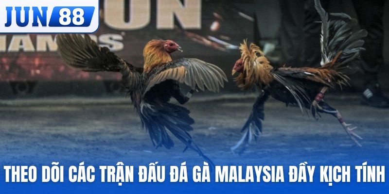 Theo dõi các trận đấu đá gà Malaysia đầy kịch tính