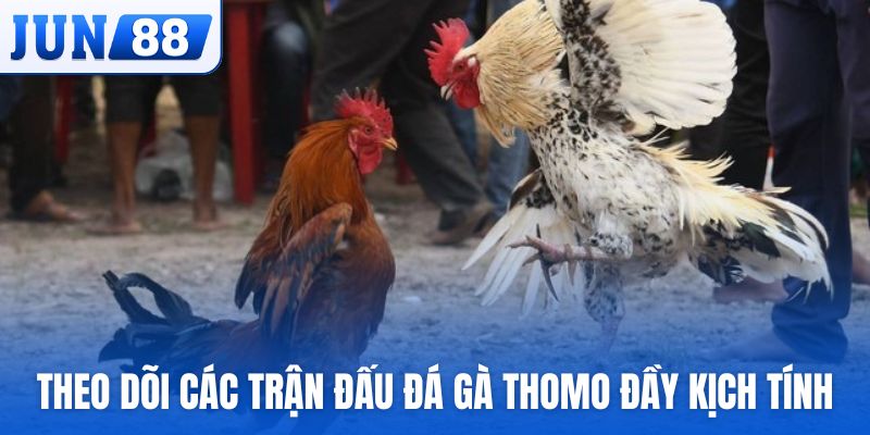 Theo dõi các trận đấu đá gà Thomo đầy kịch tính tại Jun88