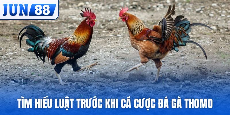 Tìm hiểu luật trước khi tham gia cá cược đá gà Thomo