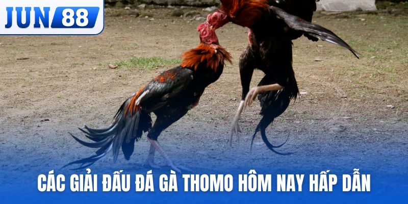 Các giải đấu đá gà Thomo hôm nay hấp dẫn, lôi cuốn