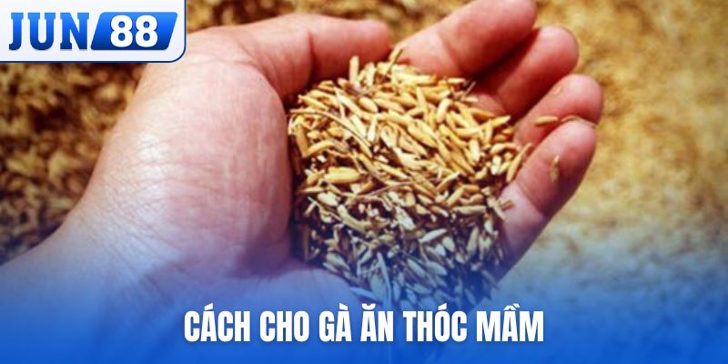 Cách cho gà ăn thóc mầm