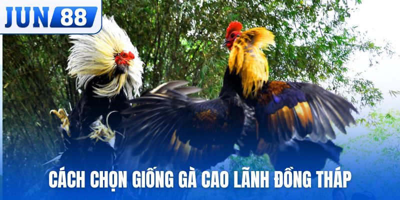Cách chọn giống gà Cao Lãnh Đồng Tháp tốt