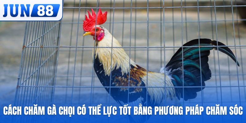 Cách nuôi gà chọi có thể lực tốt bằng chăm sóc và om bóp