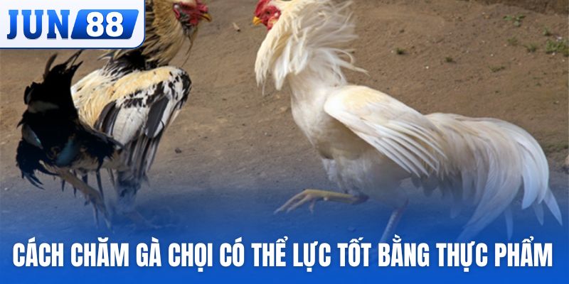 Cách nuôi gà chọi có thể lực tốt bằng thực phẩm dinh dưỡng