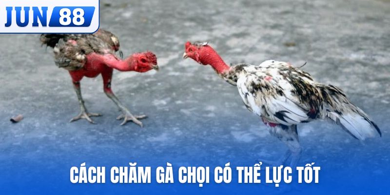 cách nuôi gà chọi có thể lực tốt