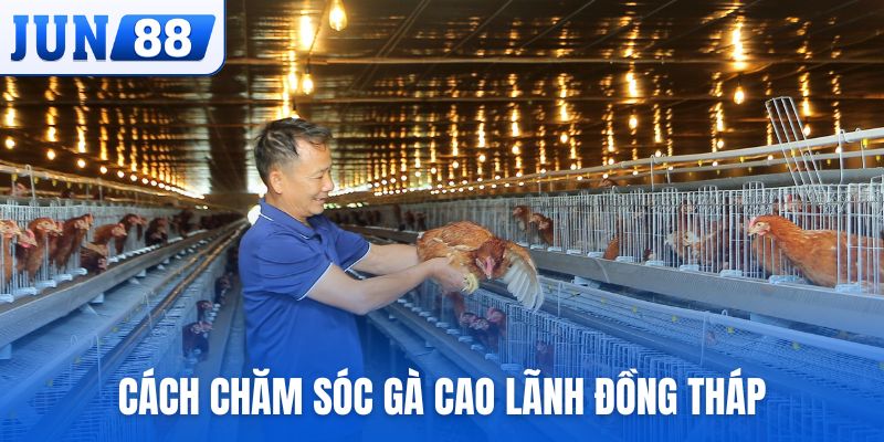 Hướng dẫn phương pháp chăm sóc gà Cao Lãnh Đồng Tháp hiệu quả