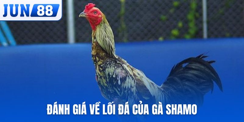 Đánh giá về lối đá của gà Shamo