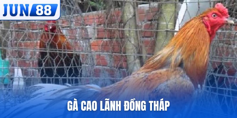 gà Cao Lãnh Đồng Tháp