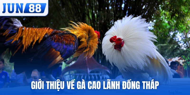Giới thiệu chung về giống gà Cao Lãnh Đồng Tháp