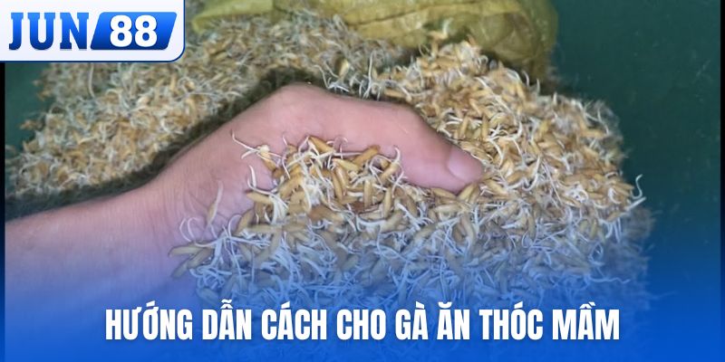 Hướng dẫn cách cho gà ăn thóc mầm