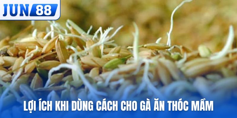 Lợi ích khi dùng cách cho gà ăn thóc mầm