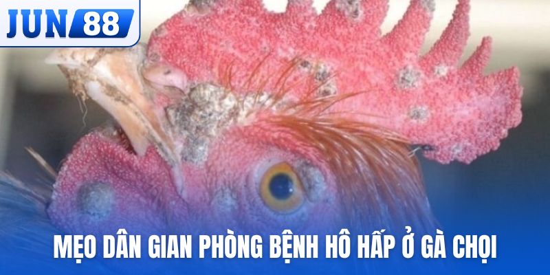 Sử dụng mẹo dân gian trong phòng bệnh hô hấp ở gà chọi