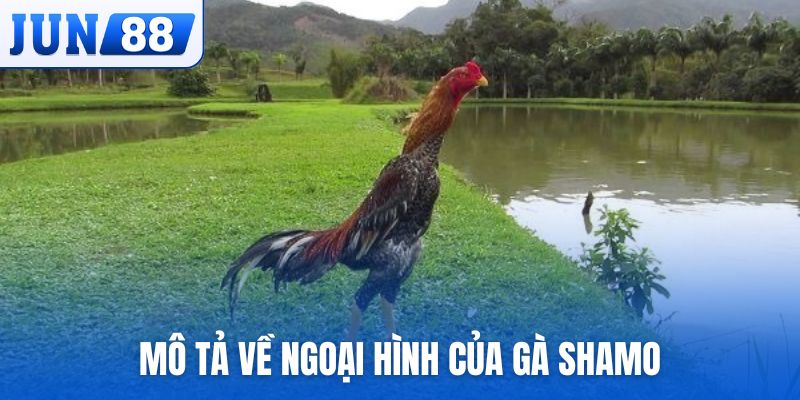 Mô tả về ngoại hình của gà Shamo