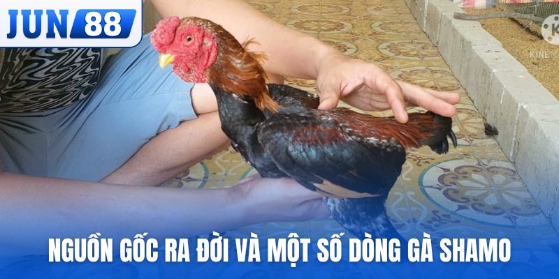 Nguồn gốc ra đời và một số dòng gà Shamo