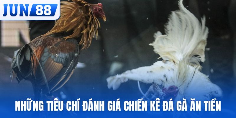 Những tiêu chí đánh giá chiến kê đá gà ăn tiền chi tiết