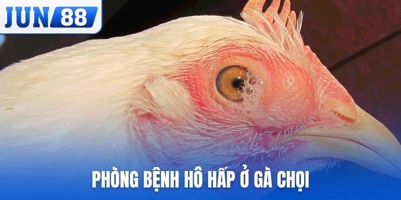 phòng bệnh hô hấp ở gà chọi