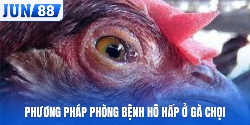 Một số phương pháp phòng bệnh hô hấp ở gà chọi hay, áp dụng nhiều