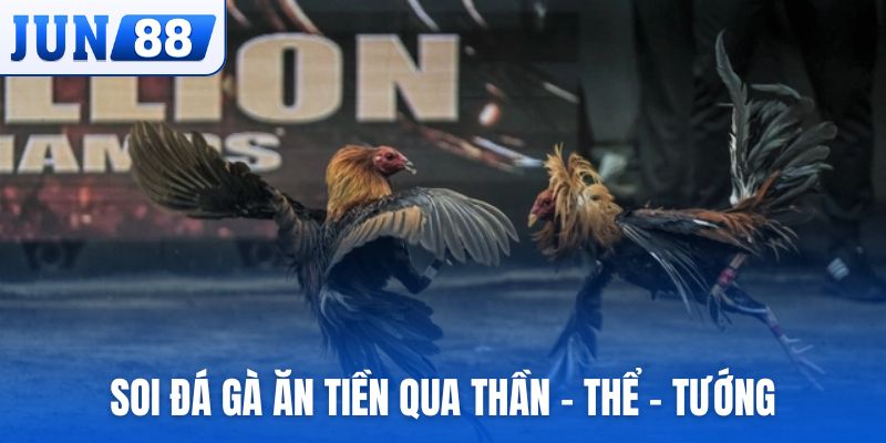 Soi đá gà ăn tiền qua thần - thể - tướng