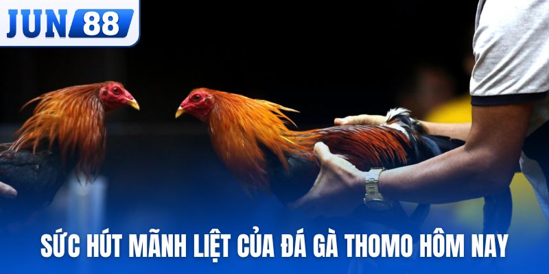 Sức hút mãnh liệt của đá gà Thomo hôm nay trên thị trường