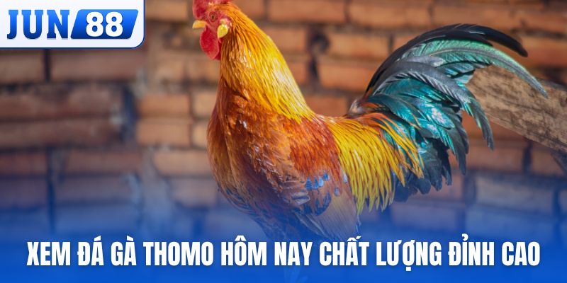 Xem đá gà Thomo hôm nay chất lượng đỉnh cao tại website