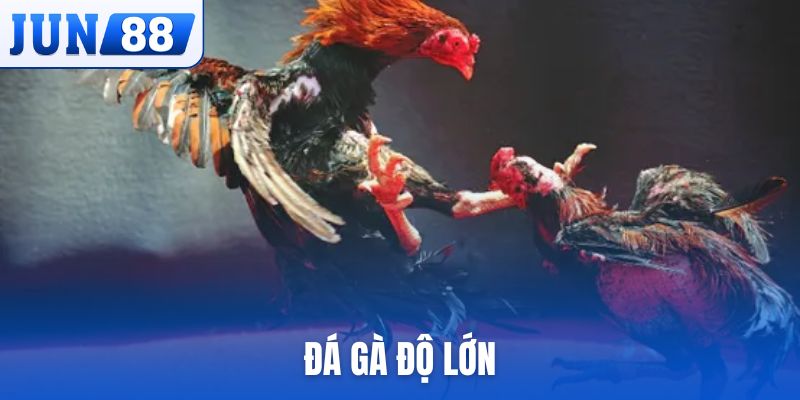Đá gà độ lớn