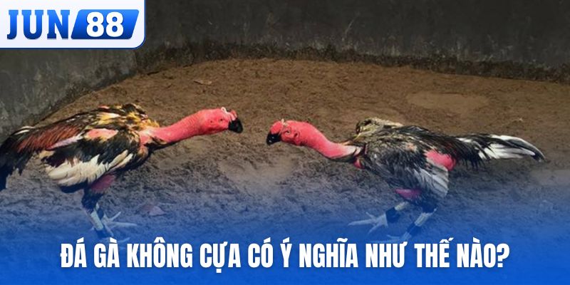 Đá gà không cựa có ý nghĩa như thế nào?