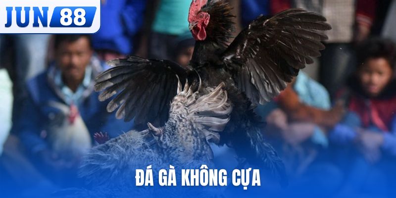 Đá gà không cựa