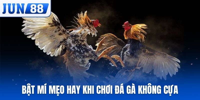 Bật mí mẹo hay khi chơi đá gà không cựa