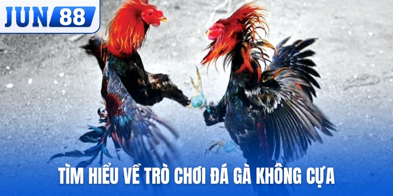 Tìm hiểu về trò chơi đá gà không cựa