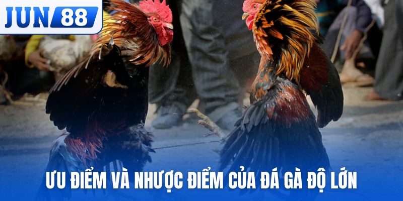 Ưu điểm - nhược điểm trong đá gà độ lớn